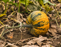 heirloom pumpkin seeds
