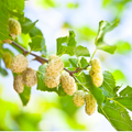 white mulberries