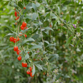 goji berries