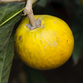 lucuma